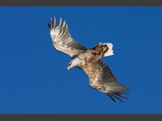 Wildlife Photography