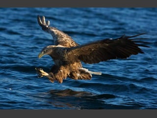 Wildlife Photography