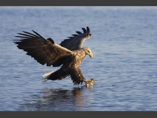 Wildlife Photography