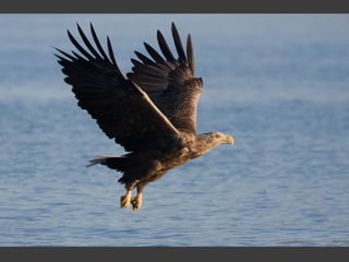 Wildlife Photography