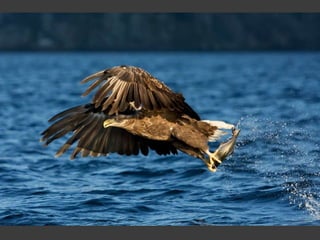 Wildlife Photography