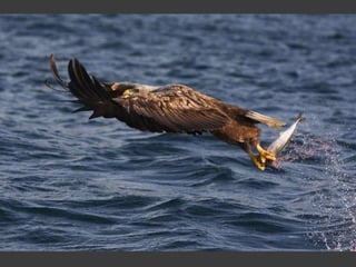 Wildlife Photography