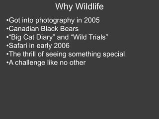 Wildlife Photography