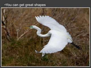 Wildlife Photography