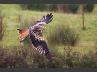 Wildlife Photography