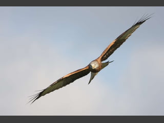 Wildlife Photography