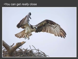 Wildlife Photography