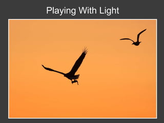 Wildlife Photography