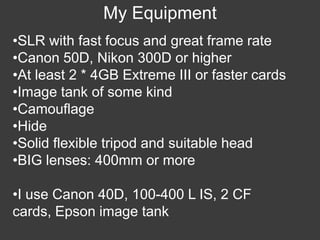 Wildlife Photography