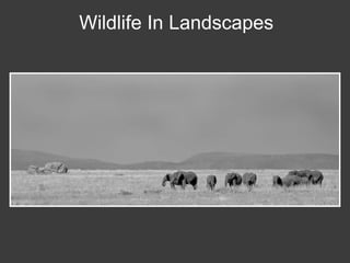 Wildlife Photography