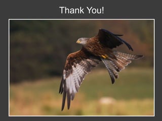 Wildlife Photography