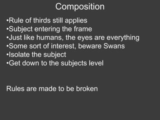 Wildlife Photography