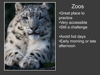 Wildlife Photography