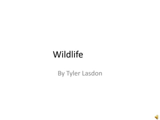 Wildlife By Tyler Lasdon 