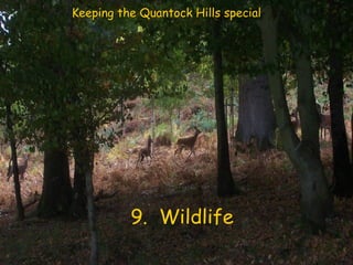 9.  Wildlife Keeping the Quantock Hills special   