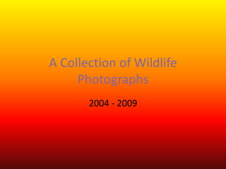 A Collection of Wildlife Photographs 2004 - 2009 