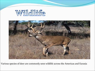 Various species of deer are commonly seen wildlife across the Americas and Eurasia
 