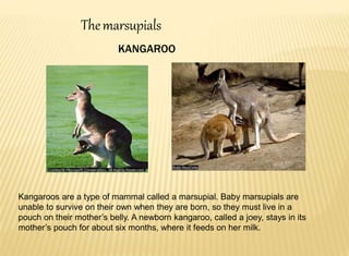 Kangaroos are a type of mammal called a marsupial. Baby marsupials are
unable to survive on their own when they are born, so they must live in a
pouch on their mother’s belly. A newborn kangaroo, called a joey, stays in its
mother’s pouch for about six months, where it feeds on her milk.
Themarsupials
KANGAROO
 