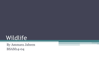 Wildlife
By Ammara Jabeen
BSAM14-04
 