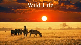 Wild Life
 