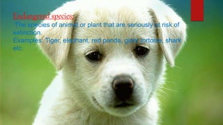 Endangered species:
The species of animal or plant that are seriously at risk of
extinction.
Examples: Tiger, elephant, red panda, giant tortoise, shark
etc.
 