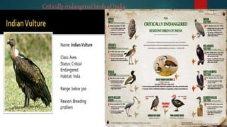 Critically endangered birds of India:
 