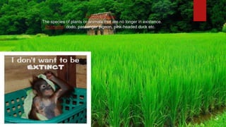 Extinct species:
The species of plants or animals that are no longer in existence.
Examples: dodo, passenger pigeon, pink-headed duck etc.
 