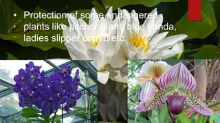 • Protection of some endangered
plants like pitcher plant, blue vanda,
ladies slipper orchid etc.
 