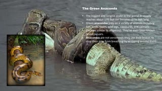 The Green Anaconda
• The biggest and longest snake in the world. It usually
reaches about 17ft but can become up to 30ft long.
• Green anacondas prey on a variety of animals including
fish, birds, tapirs, wild pigs, capybaras, and caimans
(reptiles similar to alligators). They've even been known
to eat jaguars.
• Anacondas are not venomous; they use their bodies to
stop their prey from breathing by wrapping around them.
 