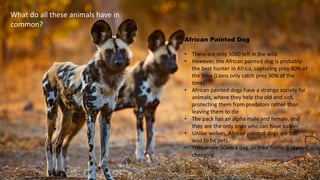 African Painted Dog
• There are only 5000 left in the wild
• However, the African painted dog is probably
the best hunter in Africa, capturing prey 80% of
the time (Lions only catch prey 30% of the
time)
• African painted dogs have a strange society for
animals, where they help the old and sick,
protecting them from predators rather than
leaving them to die
• The pack has an alpha male and female, and
they are the only ones who can have babies
• Unlike wolves, African painted dogs are too
wild to be pets.
• They move 50km a day, so their home is always
changing.
What do all these animals have in
common?
 