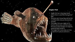Angler Fish
• Angler fish live in the deep Ocean
where there is very little food and no
light
• Scientists don’t know how old the fish
is as they have only just discovered it
recently
• The Angler Fish uses a light on it’s
head to attract prey, and then when
the prey is close enough, he snaps his
powerful teeth to bite it.
• The Angler fish is very slow, so it has
to wait for it’s prey to come to it.
 