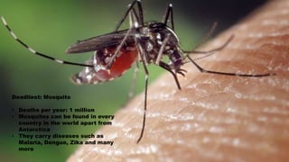 Deadliest: Mosquito
• Deaths per year: 1 million
• Mosquitos can be found in every
country in the world apart from
Antarctica
• They carry diseases such as
Malaria, Dengue, Zika and many
more
 
