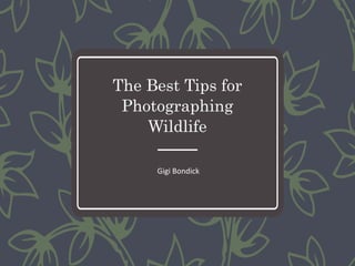 The Best Tips for
Photographing
Wildlife
Gigi Bondick
 