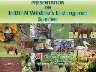 PRESENTATION  ON  INDIAN Wildlife’s Endangered Species Presented by:- SimranGumberVII-B Student of  Mamta Modern Sr. Sec. School 