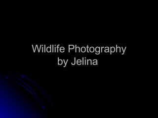 Wildlife Photography by Jelina  