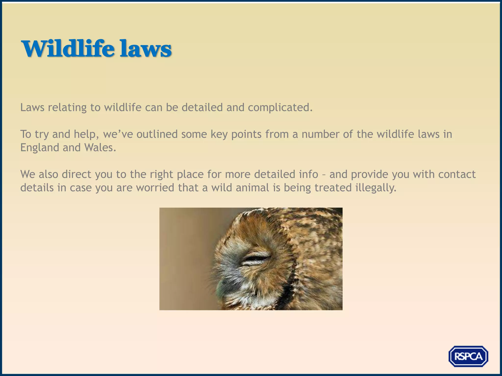 Laws relating to wildlife can be detailed and complicated.

To try and help, we’ve outlined some key points from a number of the wildlife laws in
England and Wales.

We also direct you to the right place for more detailed info – and provide you with contact
details in case you are worried that a wild animal is being treated illegally.
 