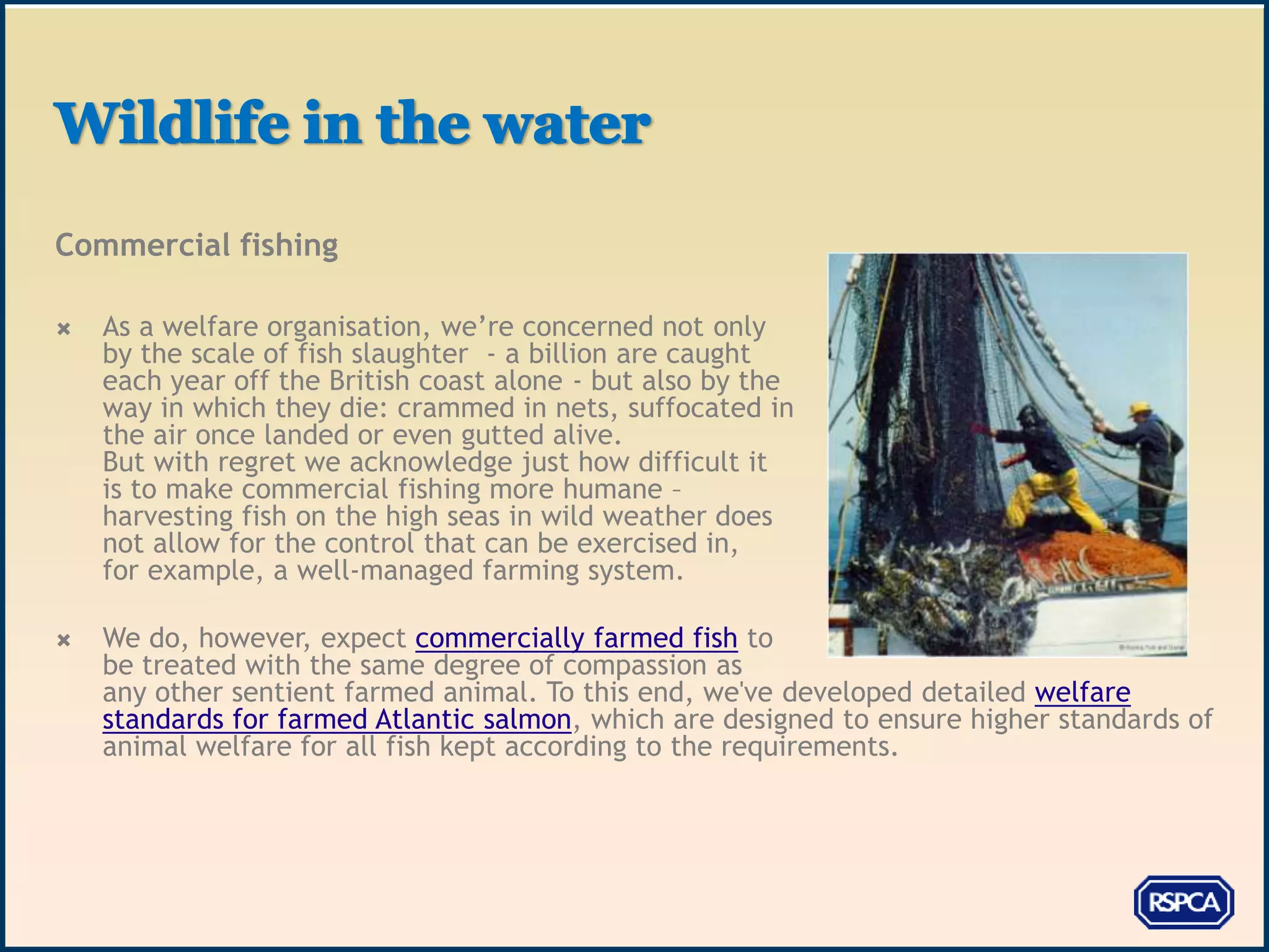 Commercial fishing

   As a welfare organisation, we’re concerned not only
    by the scale of fish slaughter - a billion are caught
    each year off the British coast alone - but also by the
    way in which they die: crammed in nets, suffocated in
    the air once landed or even gutted alive.
    But with regret we acknowledge just how difficult it
    is to make commercial fishing more humane –
    harvesting fish on the high seas in wild weather does
    not allow for the control that can be exercised in,
    for example, a well-managed farming system.

   We do, however, expect commercially farmed fish to
    be treated with the same degree of compassion as
    any other sentient farmed animal. To this end, we've developed detailed welfare
    standards for farmed Atlantic salmon, which are designed to ensure higher standards of
    animal welfare for all fish kept according to the requirements.
 