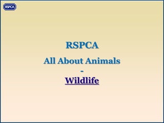 RSPCA
All About Animals
        -
     Wildlife
 