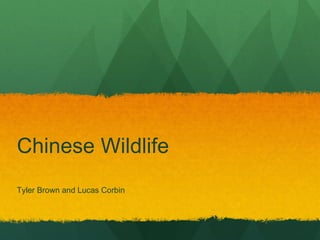 Chinese Wildlife Tyler Brown and Lucas Corbin 