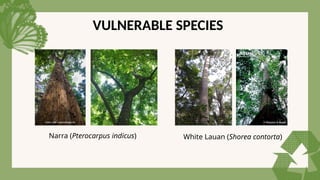 VULNERABLE SPECIES
White Lauan (Shorea contorta)
Narra (Pterocarpus indicus)
 