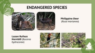 ENDANGERED SPECIES
Philippine Deer
(Rusa marianna)
Luzon Rufous
Hornbill (Buceros
hydrocorax)
 