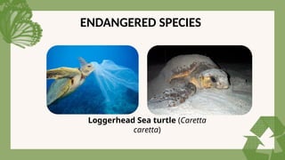ENDANGERED SPECIES
Loggerhead Sea turtle (Caretta
caretta)
 