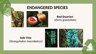 ENDANGERED SPECIES
Red Duarian
(Durio graveolens)
Jade Vine
(Strongylodon macrobotrys)
 