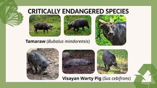 CRITICALLY ENDANGERED SPECIES
Tamaraw (Bubalus mindorensis)
Visayan Warty Pig (Sus cebifrons)
 