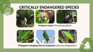 CRITICALLY ENDANGERED SPECIES
Philippine Hanging Parrot (Colasisi) (Loriculus philippensis)
Philippine Eagle (Pithecophaga jefferyi)
 
