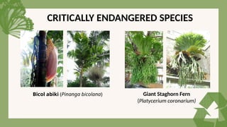CRITICALLY ENDANGERED SPECIES
Bicol abiki (Pinanga bicolana) Giant Staghorn Fern
(Platycerium coronarium)
 