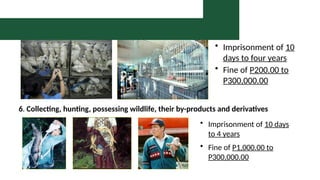 5. Illegal Trading of Wildlife
• Imprisonment of 10
days to four years
• Fine of P200.00 to
P300,000.00
6. Collecting, hunting, possessing wildlife, their by-products and derivatives
• Imprisonment of 10 days
to 4 years
• Fine of P1,000.00 to
P300,000.00
Prohibited Acts and Penal Provision
 