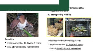 7. Gathering or destroying of active nests,
nest trees and host plants
Penalties:
• Imprisonment of 10 days to 4 years
• Fine of P1,000.00 to P300,000.00
8. Maltreating and/or inflicting other
injuries on wildlife
9. Transporting wildlife
Penalties on the above illegal acts:
•Imprisonment of 10 days to 1 years
•Fine of P1,000.00 to P100,000.00
Prohibited Acts and Penal Provision
 