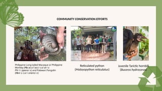 COMMUNITY CONSERVATION EFFORTS
Philippine Long-tailed Macaque or Philippine
Monkey (𝘔
𝘢𝘤𝘢𝘤𝘢 𝘧 𝘢𝘴𝘤𝘪 𝘤𝘶𝘭 𝘢𝘳 𝘪 𝘴
) and Palawan Pangolin
𝘗𝘩𝘪 𝘭 𝘪 𝘱𝘱𝘦𝘯𝘴𝘪 𝘴
( )
𝘔
𝘢𝘯𝘪 𝘴 𝘤𝘶𝘭 𝘪 𝘰𝘯𝘦𝘯𝘴𝘪 𝘴
Reticulated python
(Malayopython reticulatus)
Juvenile Tarictic hornbill
(Buceros hydrocorax)
 