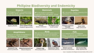 Philipine Biodiversity and Endemicity
The Philippines is 2nd
in the world in terms
of butterfly species edemicity. Of its 895
species, 352 are endemic.
Insects
5th
in the world in mammalian
endemicity. Of its 183 species, 120 are
endemic.
Mammals
8th
in the world in reptilian endemicity. Of its
258 species, 170 are endemic.
Reptiles
3,214 species of fish in Philippines
waters. 121 species are endemic species
including freshwater fish.
Fish
4th in Bird Endemism. 237 bird species endemic to
the Philippines. Many of these are restricted to
specific islands, particularly Luzon, Mindanao, and
Palawan.
Birds
There are 171 species of amphibians in
the Philippines. 78% are endemic.
Amphibians
Appias phoebe Green-spotted Triangle
(Graphium Agamemnon)
Tamaraw
(Bubalus mindorensis)
The Philippine tarsier
(Carlito syrichta)
Philippine Freshwater
Crocodile
(Crocodylus mindorensis)
Samar Cobra
(Naja samarensis)
Woodworth's frog
(Hylarana grandocula)
Kalinga Narrowmouth Toad
(Kaloula kalingensis)
Philippine Eagle
(Pithecophaga jefferyi)
Bleeding-heart Pigeon
(Gallicolumba platenae)
Whitefin topeshark
(Hemitriakis leucoperiptera)
Silver-banded sillago
(Sillago argentifasciata)
Source: Compendium of the Philippine Environment Statistics (CPES) as of 2017
 